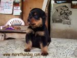 ขายลูกร็อตไวเลอร์ Rottweiler สายเลือดดี จากฟาร์ม