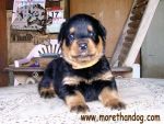 ขายลูกร็อตไวเลอร์ Rottweiler สายเลือดดี จากฟาร์ม