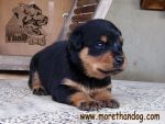 ขายลูกร็อตไวเลอร์ Rottweiler สายเลือดดี จากฟาร์ม