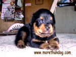 ขายลูกร็อตไวเลอร์ Rottweiler สายเลือดดี จากฟาร์ม