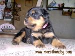 ขายลูกร็อตไวเลอร์ Rottweiler สายเลือดดี จากฟาร์ม