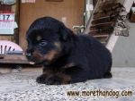 ขายลูกร็อตไวเลอร์ Rottweiler สายเลือดดี จากฟาร์ม