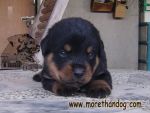 ขายลูกร็อตไวเลอร์ Rottweiler สายเลือดดี จากฟาร์ม