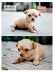 ชิวาวาขนยาวน่ารักมาแล้วจ้า