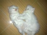 ประกาศขายแมวเปอร์เซีย