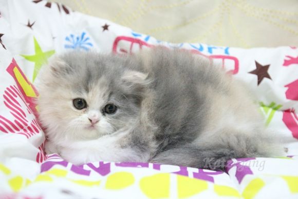ขายแล้ว