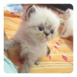 อัพเดทรูปน้องแมวเพิ่มเติมจร๊า น้องคลอดวันที่ 16 พฤษภาคม 55