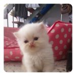 อัพเดทรูปน้องแมวเพิ่มเติมจร๊า น้องคลอดวันที่ 16 พฤษภาคม 55