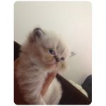อัพเดทรูปน้องแมวเพิ่มเติมจร๊า น้องคลอดวันที่ 16 พฤษภาคม 55