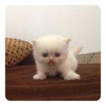 อัพเดทรูปน้องแมวเพิ่มเติมจร๊า น้องคลอดวันที่ 16 พฤษภาคม 55