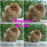 ลูกปอมเมอเรเนียน - puppy available
