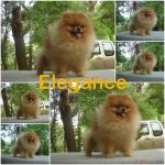 ลูกปอมเมอเรเนียน - puppy available