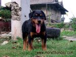 ขายลูกร็อตไวเลอร์ rottweiler วัย3เดือน คุณภาพ มีประกัน จากฟาร์ม