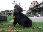 ขายลูกร็อตไวเลอร์ rottweiler วัย3เดือน คุณภาพ มีประกัน จากฟาร์ม