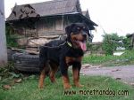 ขายลูกร็อตไวเลอร์ rottweiler วัย3เดือน คุณภาพ มีประกัน จากฟาร์ม