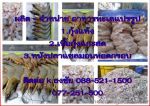ผลิตพร้อมจำหน่าย ขายส่ง อาหารทะเลแห้ง และแปรรูป ( กุ้งแกะสด,กุ้งแห้ง,หนังปลาแซลมอนทอดกรอบ )