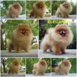 ลูกปอมเมอเรเนียน - puppy available