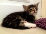 Litter B : 4. Boy/น้องออดี้ :  ( Brown Tabby/White) สีสวยเข้ม กินเก่ง วิ่งเก่ง