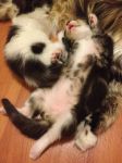 Litter B : 4. Boy/น้องออดี้ :  ( Brown Tabby/White) สีสวยเข้ม กินเก่ง วิ่งเก่ง