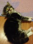 Litter B : 4. Boy/น้องออดี้ :  ( Brown Tabby/White) สีสวยเข้ม กินเก่ง วิ่งเก่ง