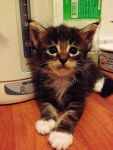 Litter B : 4. Boy/น้องออดี้ :  ( Brown Tabby/White) สีสวยเข้ม กินเก่ง วิ่งเก่ง