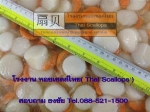 ขายหอยเชลล์  ผลิตพร้อมจำหน่าย อาหารทะเลราคาถูก( Raw Scallop Meat)