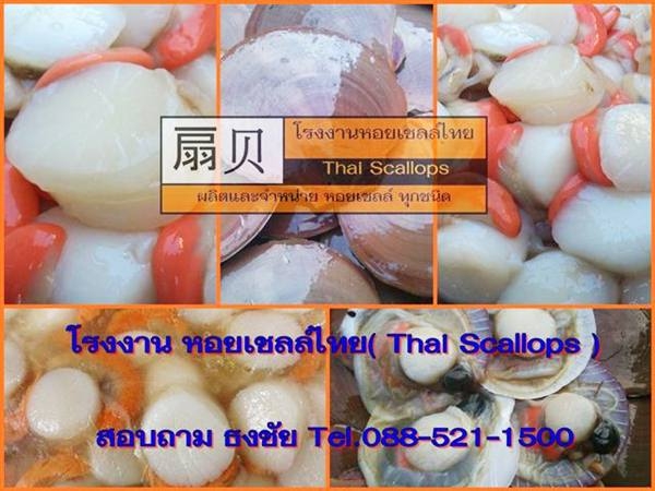 ขายหอยเชลล์ ผลิตพร้อมจำหน่าย อาหารทะเลราคาถูก( Raw Scallop Meat) ขายหอยเชลล์ ผลิตพร้อมจำหน่าย อาหารทะเลราคาถูก( Raw Scallop Meat)