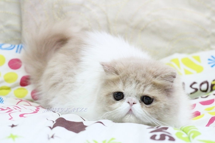 ขายแล้วคะ