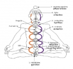 จักระที่ 3 มณีปุระจักระ ตั้งอยู่บริเวณสันหลังที่ตรงกับบั้นเอว (The Solar Plexus จักระที่ 3 มณีปุระจักระ ตั้งอยู่บริเวณสันหลังที่ตรงกับบั้นเอว (The Solar Plexus