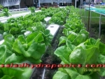 ผักสลัดไฮโดรโปนิกส์