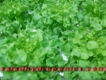 ผักสลัดไฮโดรโปนิกส์
