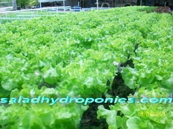 ผักสลัดไฮโดรโปนิกส์ ผักสลัดไฮโดรโปนิกส์