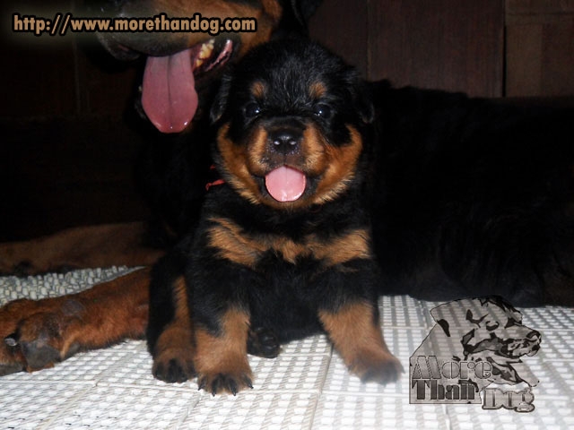 ขายลูกร็อตไวเลอร์(rottweiler) สายพันธุ์แท้ คุณภาพ