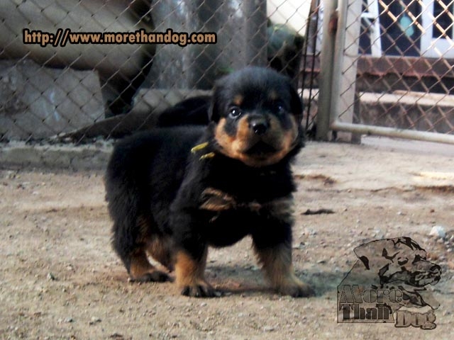 ขายลูกร็อตไวเลอร์(rottweiler) สายพันธุ์แท้ จากฟาร์ม