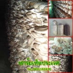 ฟาร์มเห็ดประเวศ จำหน่ายก้อนเชื้อเห็ดนางฟ้าภูฐาน เห็ดฮังการี ในกรุงเทพ ราคาเริ่มที่ 6.00 -10.00 บาท