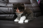 ขายแล้ว
