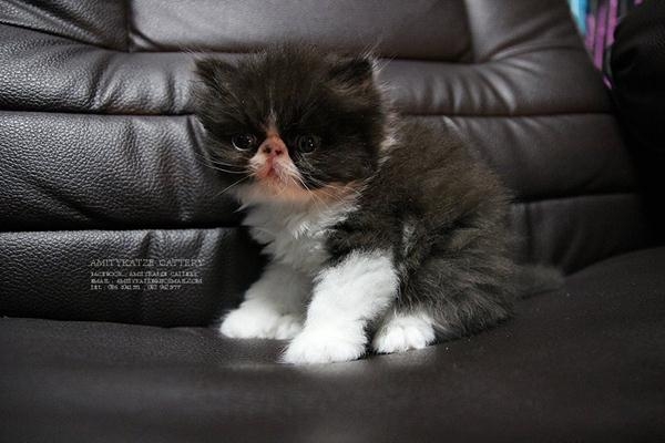 ขายแล้ว