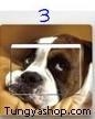 Switch Sticker-Dog3