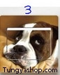 Switch Sticker-Dog3 Switch Sticker-Dog3
