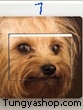 switch Sticker-Dog7
