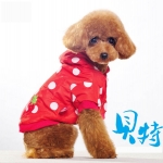 พร้อมส่ง เสื้อ Jacket สีแดงลายสตรอเบอรี่ พร้อมส่ง เสื้อ Jacket สีแดงลายสตรอเบอรี่