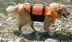 พร้อมส่ง เสื้อชูชีพสุนัขสีส้ม (รอบอก 40-46)