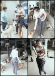 บริจาคอาหารสุนัขและแมว มูลนิธิ บ้านแสงตะวัน บริจาคอาหารสุนัขและแมว มูลนิธิ บ้านแสงตะวัน