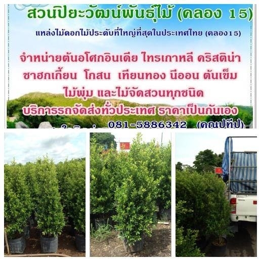 จำหน่ายไทร ต้นไทรเกาหลี ขายไทรเกาหลี  ไทรเกาหลีราคาถูก ติดต่อ 089-6083687 (โบว์)
