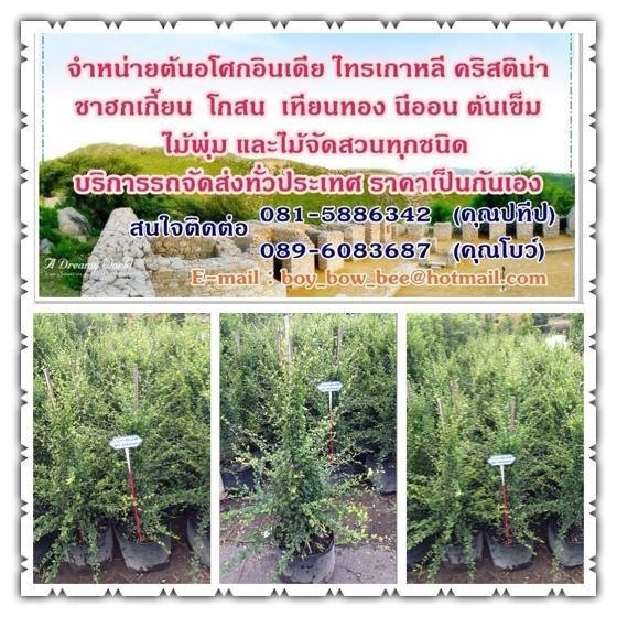 จำหน่ายชาฮอกเกี้ยน ขายชาฮอกเกี้ยน ต้นชา ชาดัด สนใจติดต่อ 089-6083687 (โบว์)