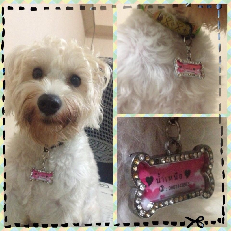 พร้อมส่ง Dog Tag รูปกระดูกประดับเพชร พร้อมส่ง Dog Tag รูปกระดูกประดับเพชร