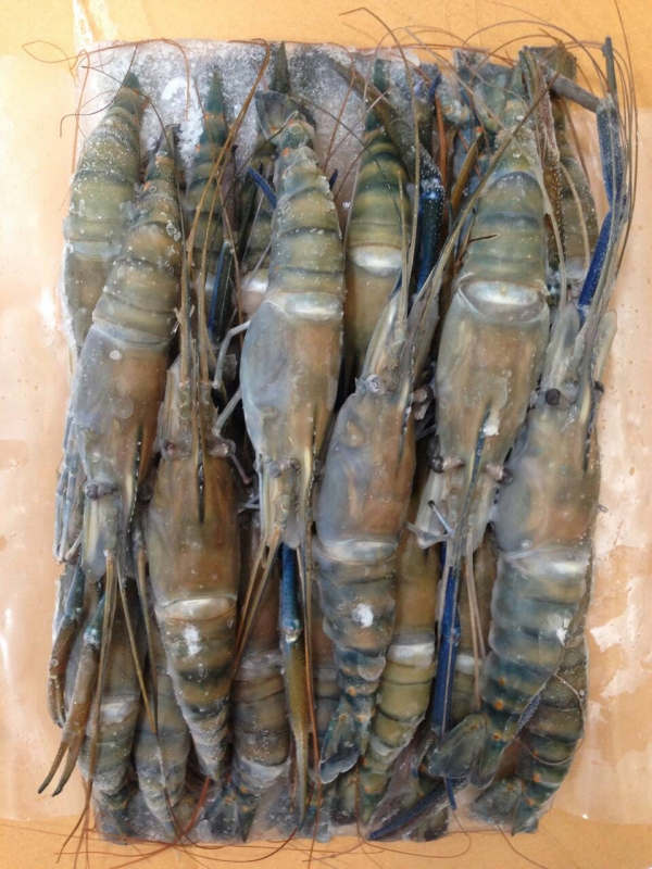 กุ้งแม่น้ำ
