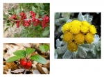 Cellulite Massage Oils น้ำมันนวดลดไขมันส่วนเกิน เพื่อสุขภาพ