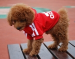 พร้อมส่ง เสื้อกันหนาวมีฮู้ด ลาย Adidog