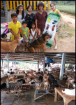 บ้านสุนัขจรจัด พี่จิ๋ม ชลบุรี บ้านสุนัขจรจัด พี่จิ๋ม ชลบุรี